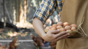 Башмачникова: как КФХ и ЛПХ смогут помочь с проблемой на рынке птицы и яиц